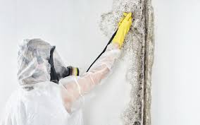 Best Mold Odor Removal Services  in Port Salerno, FL